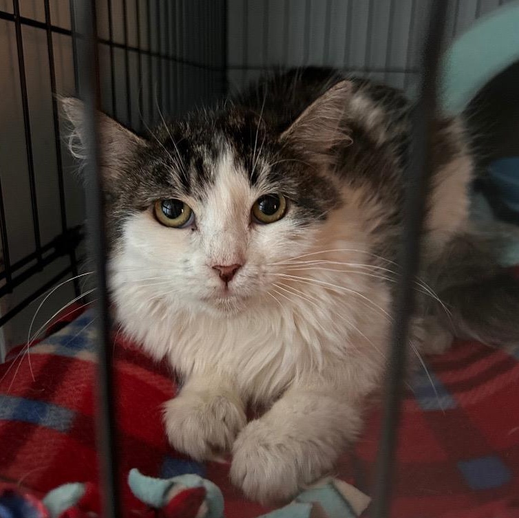 Enlarge Macy, a ADOPTABLE Domestic Long Hair in Grand Rapids, MI image 3/6