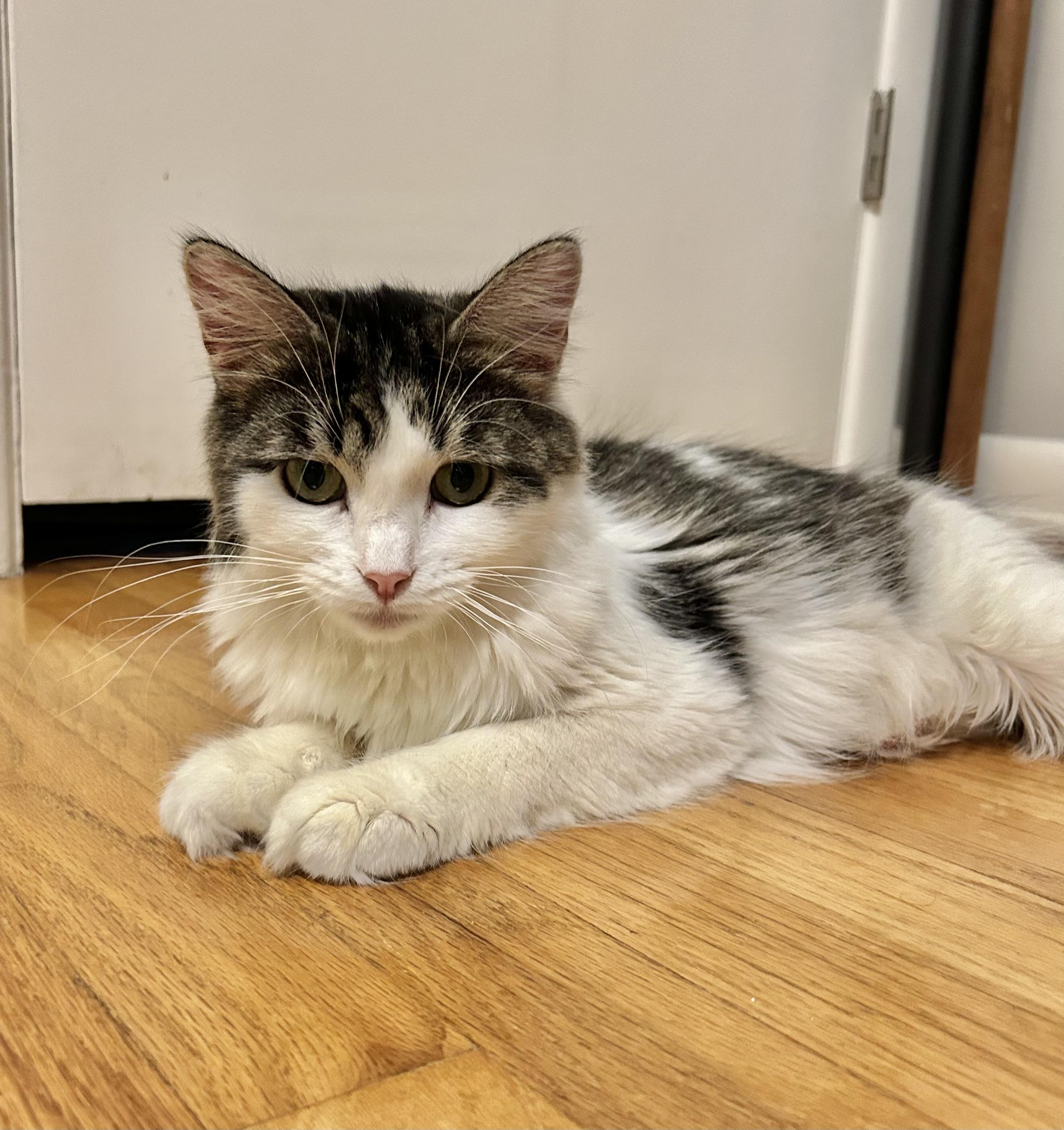 Enlarge Macy, an adoptable Domestic Long Hair in Grand Rapids, MI image 1/6