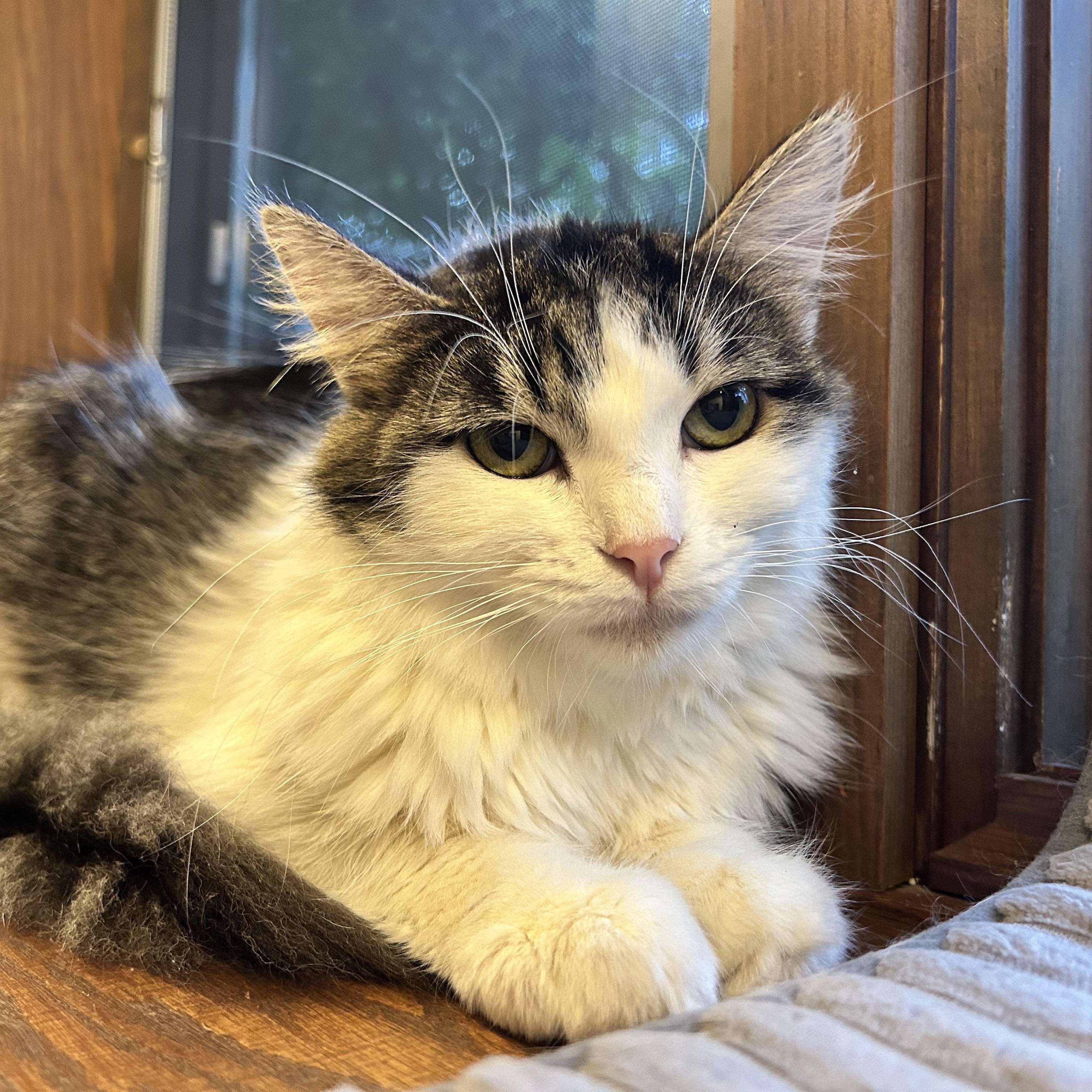 Enlarge Macy, an adoptable Domestic Long Hair in Grand Rapids, MI image 5/6