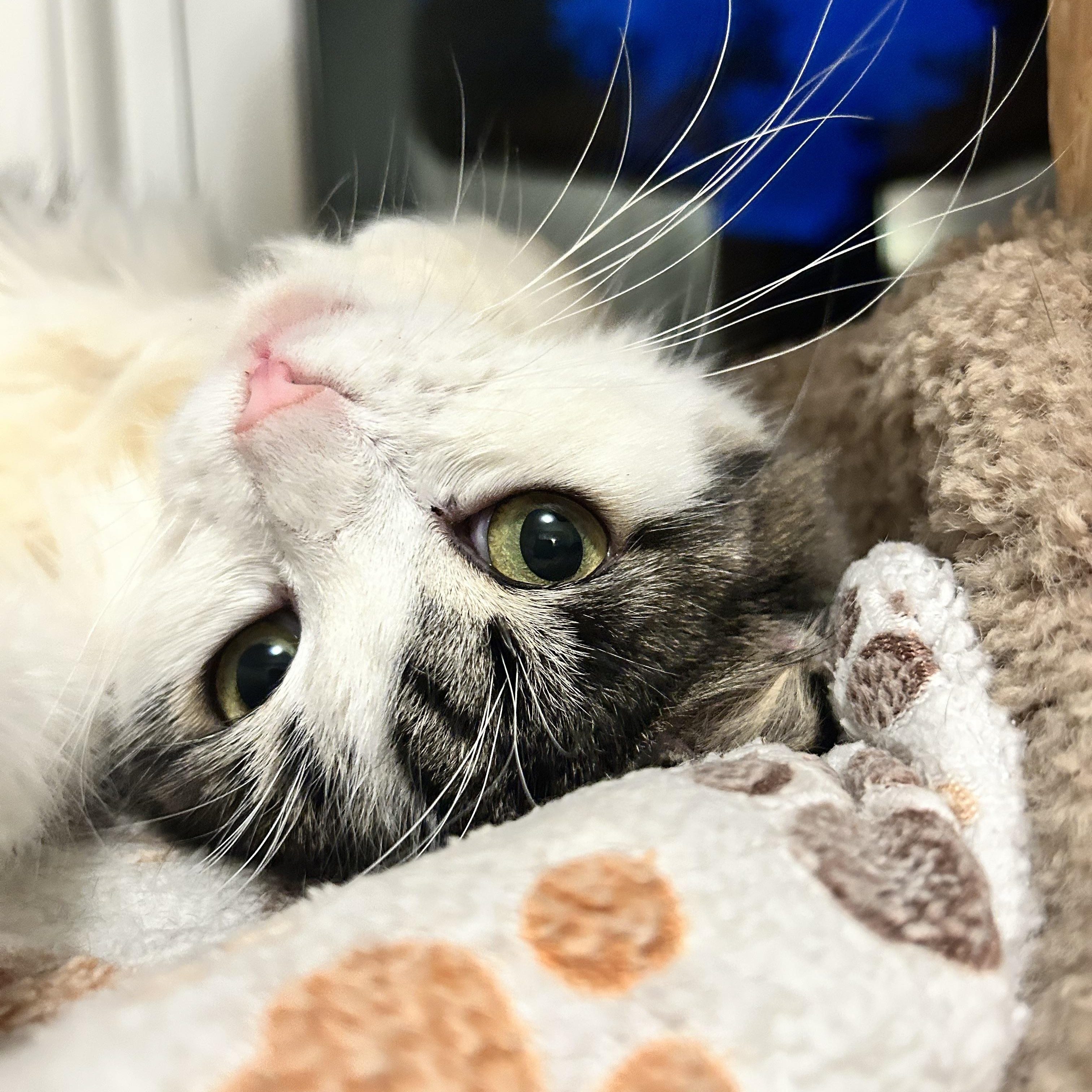 Enlarge Macy, an adoptable Domestic Long Hair in Grand Rapids, MI image 6/6