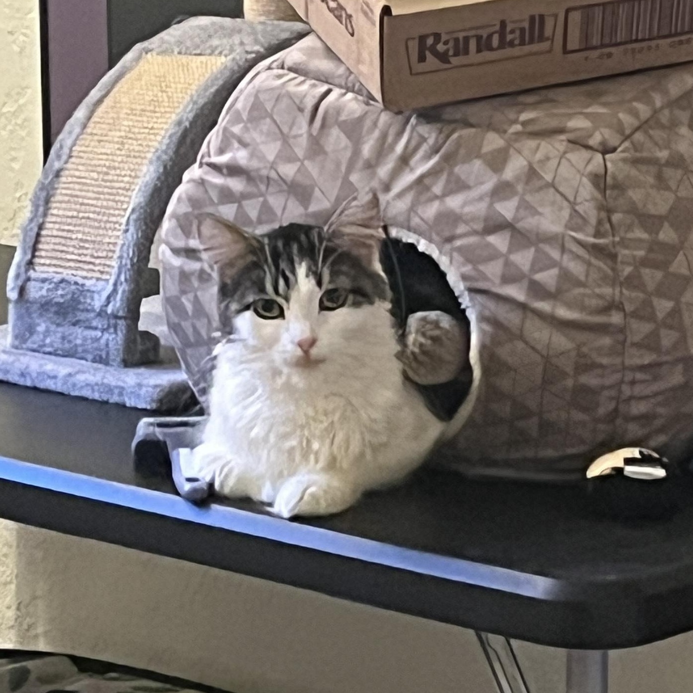 Macy, an adoptable Domestic Long Hair in Grand Rapids, MI image 6/6