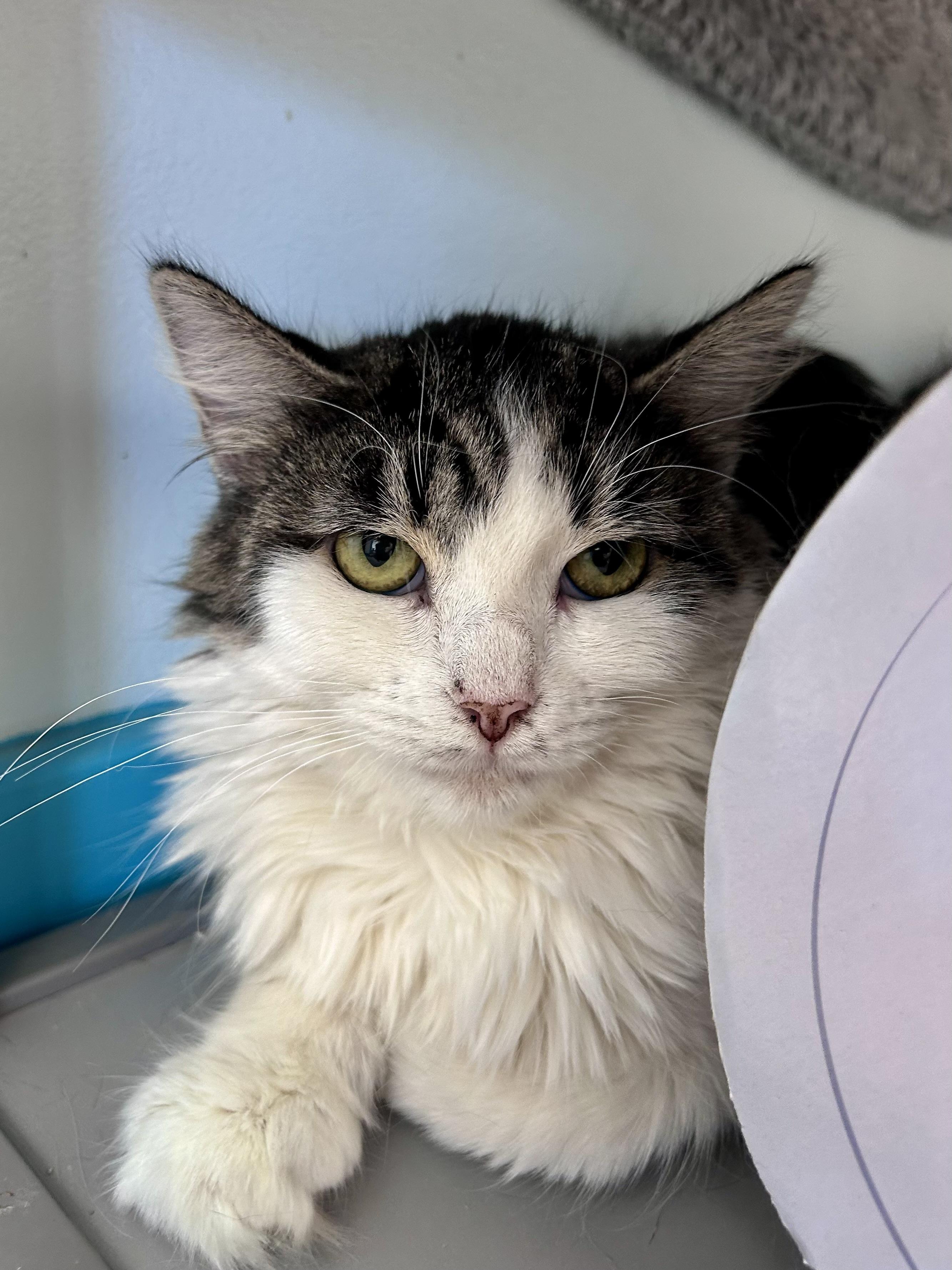 Macy, ADOPTABLE, Kitten Female Domestic Long Hair.