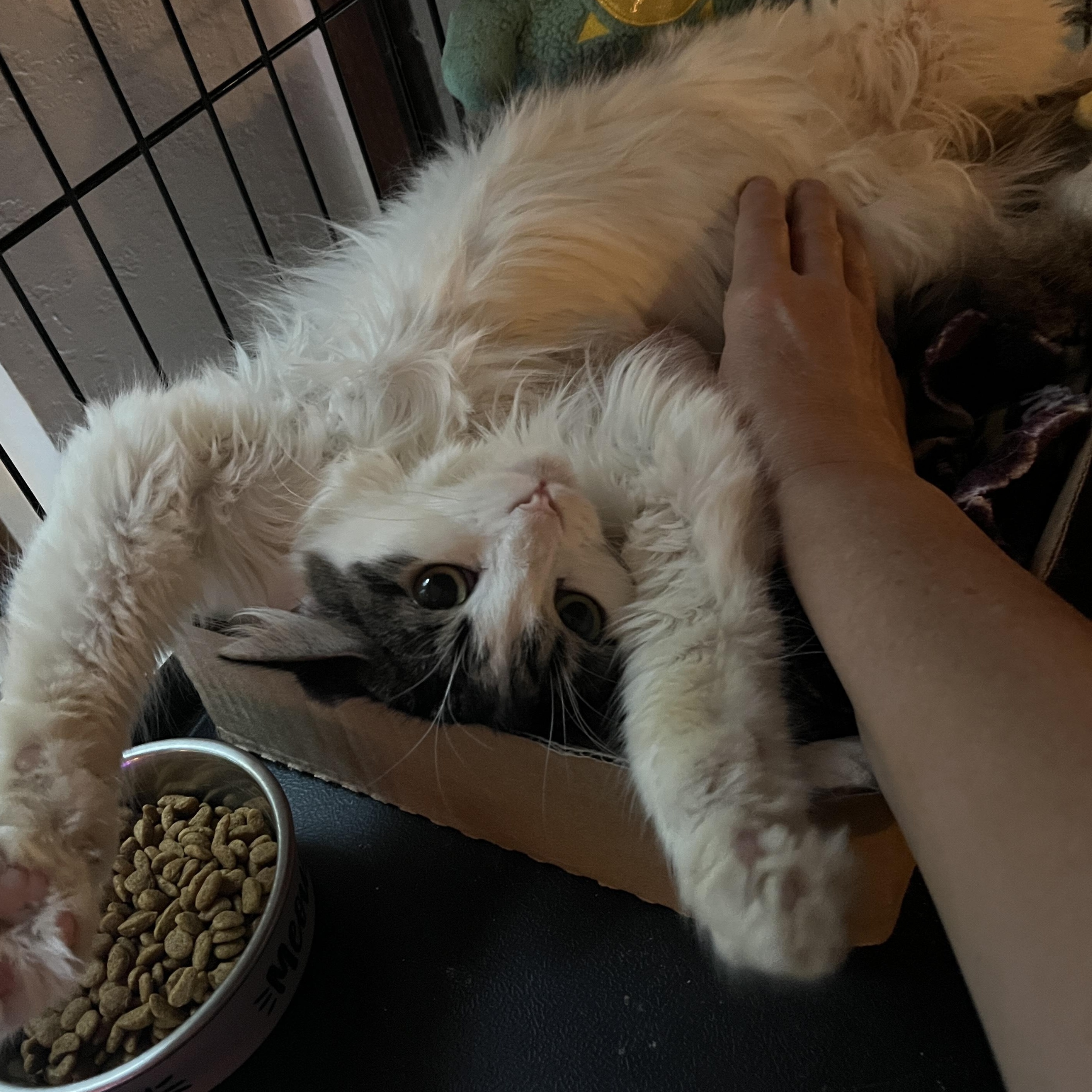 Macy, an adoptable Domestic Long Hair in Grand Rapids, MI image 5/6