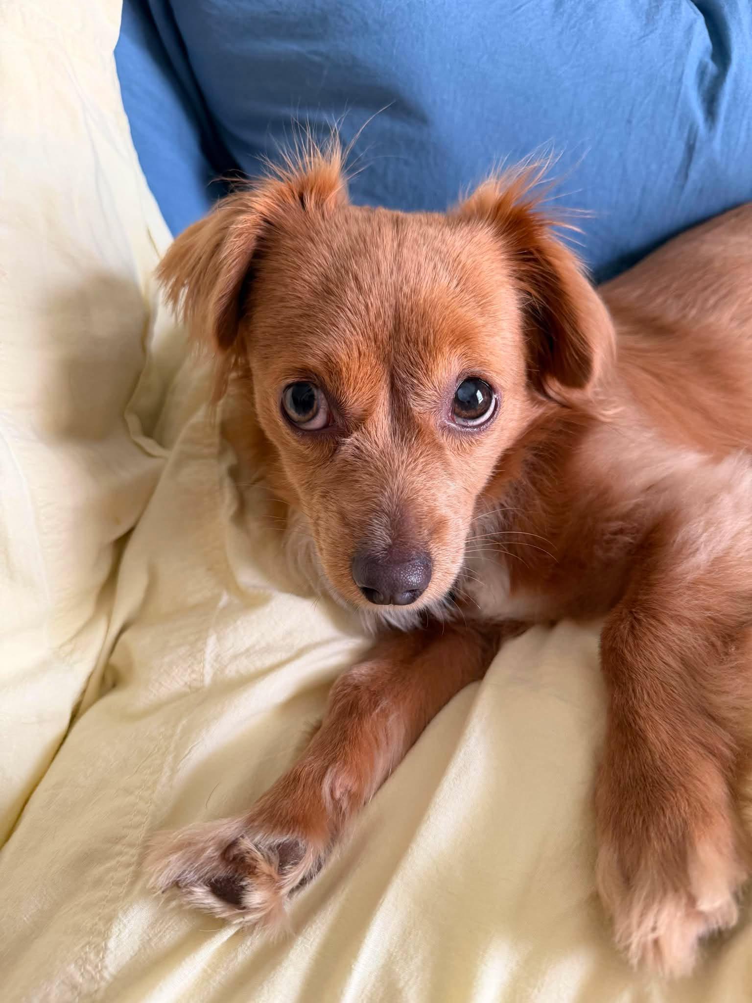 Lizy, an adopted mixed breed in Harrisburg, PA image 5/6