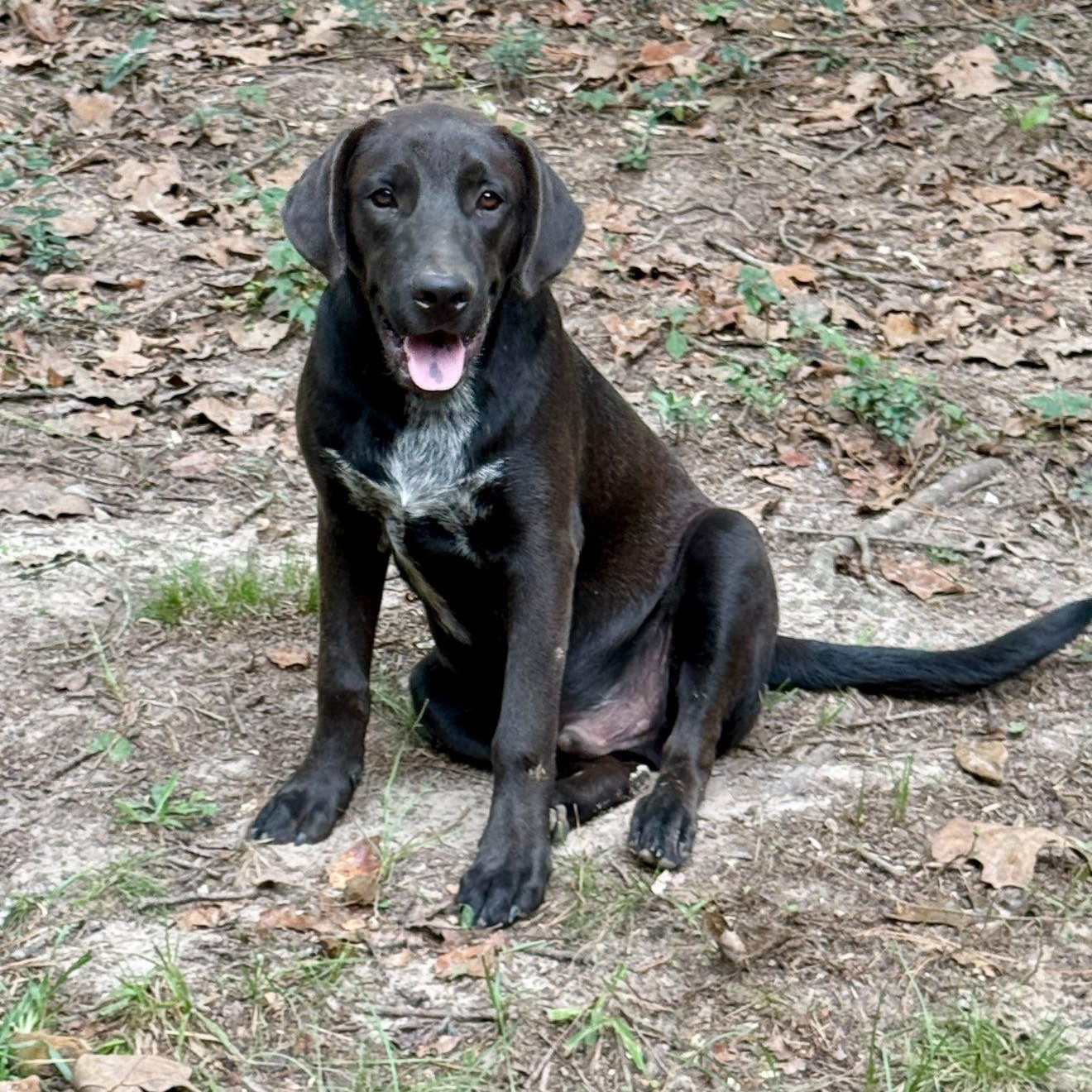 Sunny, Adoptable, Young Male Mixed Breed.