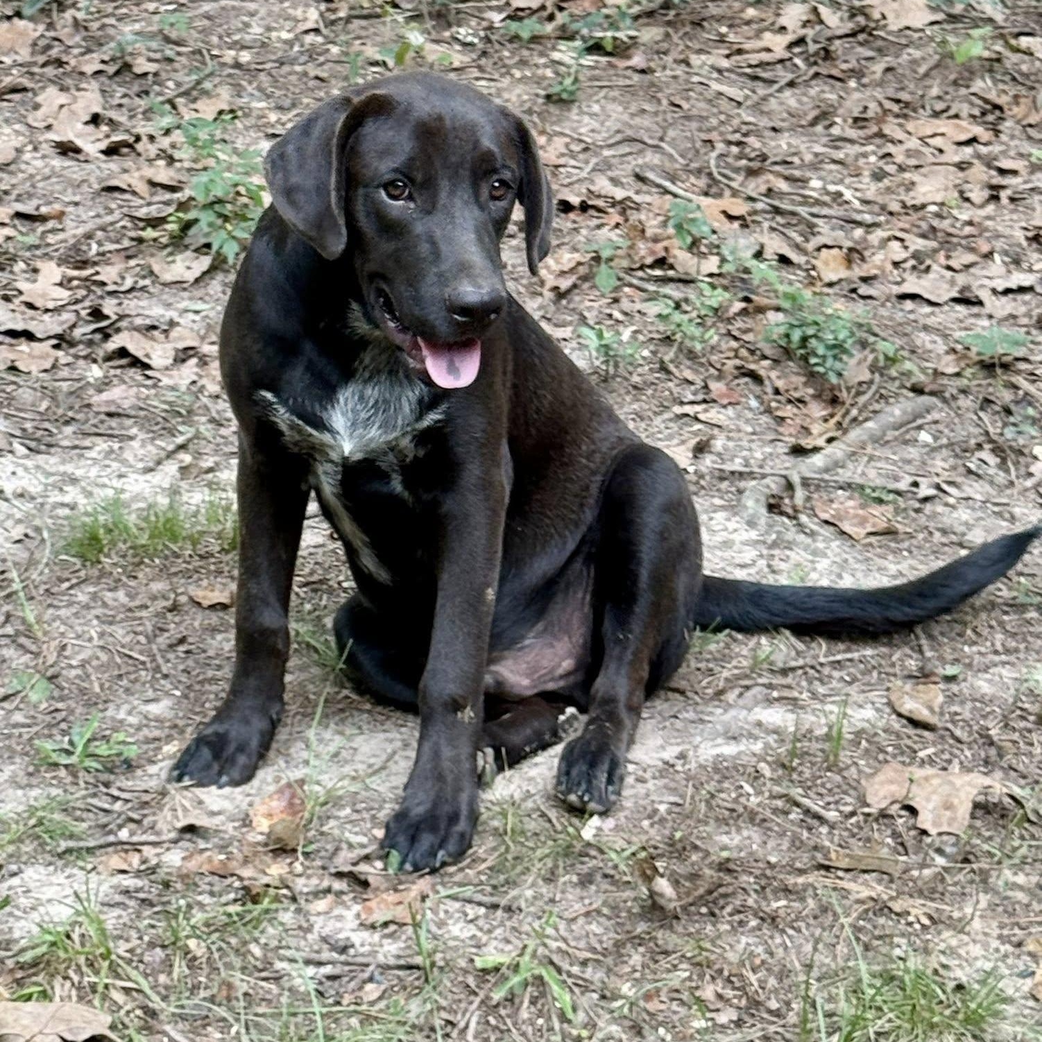 Enlarge Sunny, a Adoptable mixed breed in Winnfield, LA image 3/4