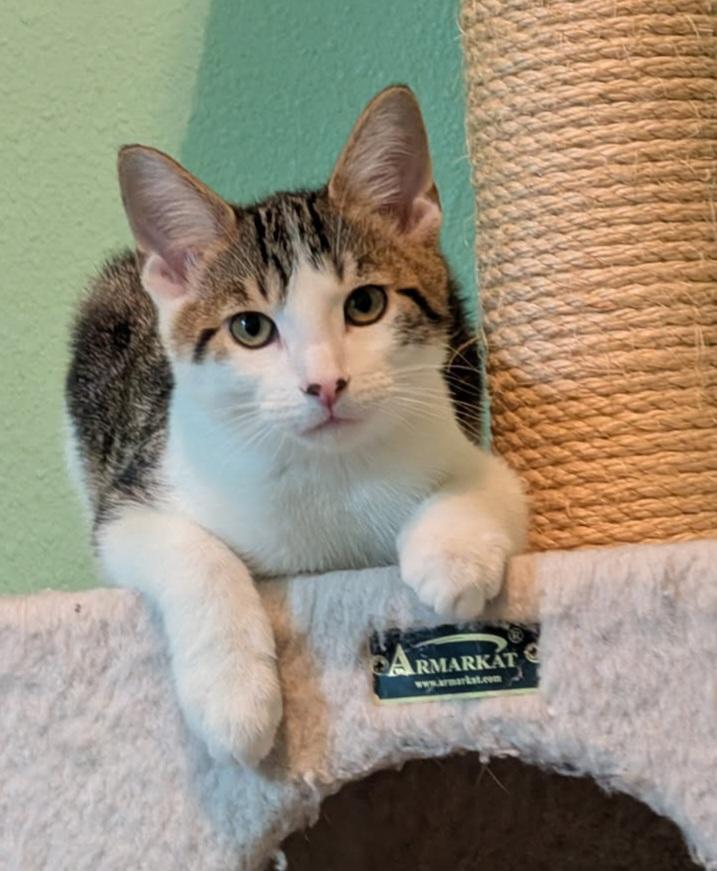 Enlarge Max, a Adoptable mixed breed in Melbourne, FL image 4/4