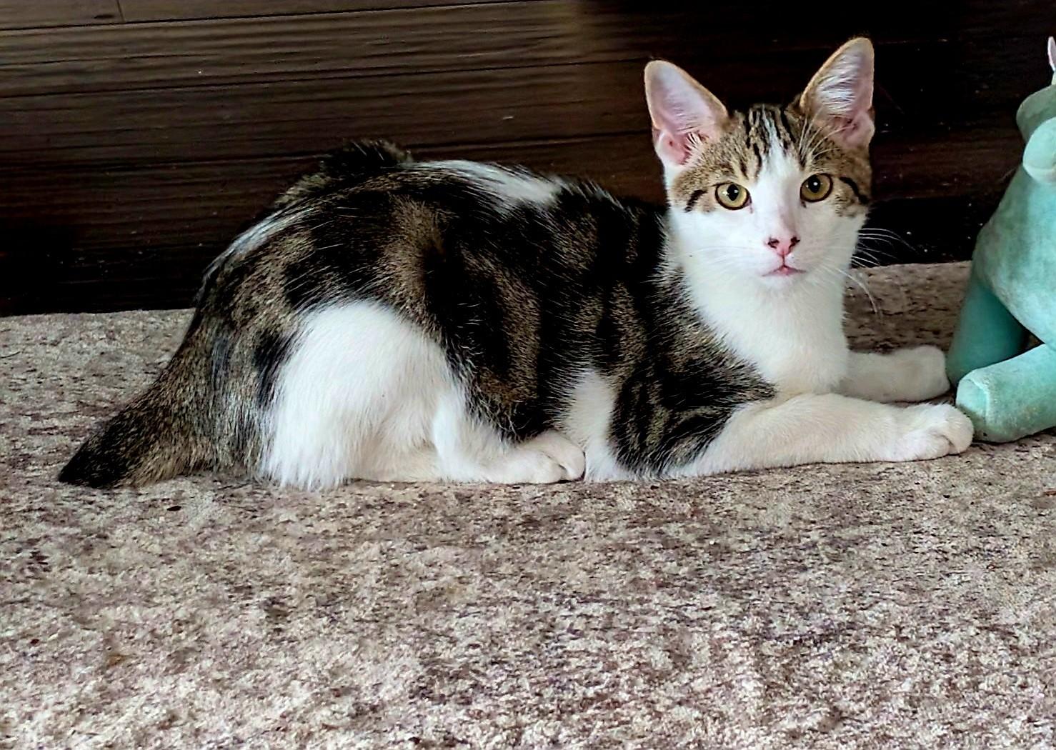 Max, Adoptable, Kitten Male Manx & Tabby.