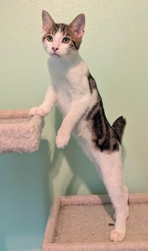 Enlarge Max, a Adoptable mixed breed in Melbourne, FL image 2/4