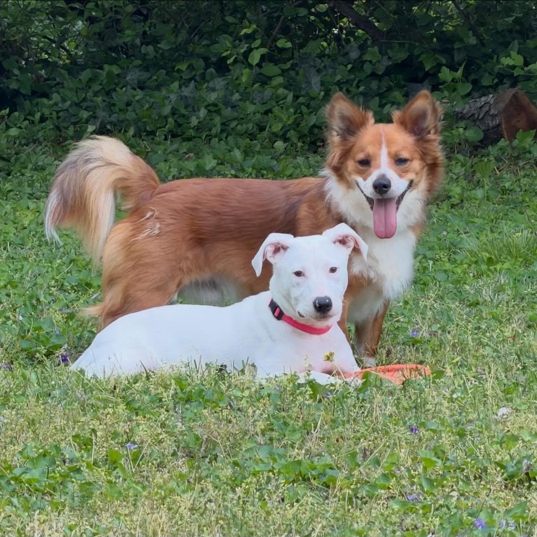 Enlarge Betty White, a Adoptable mixed breed in Richmond, VA image 6/6