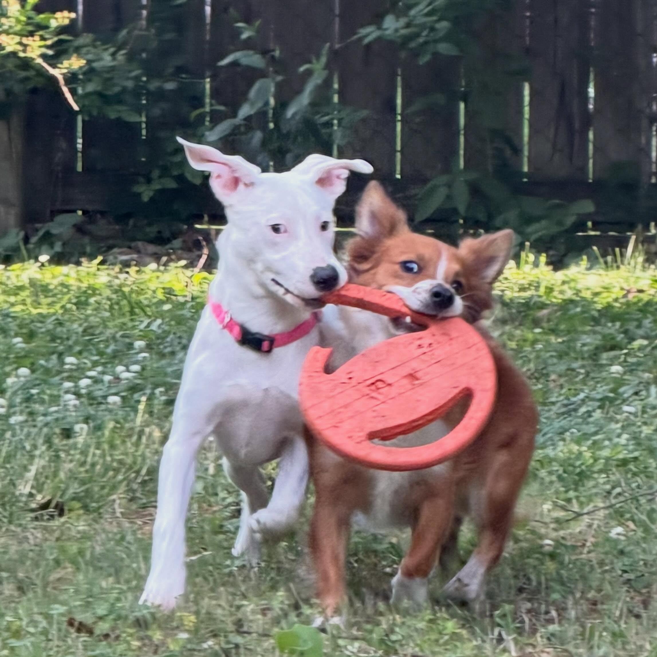 Enlarge Betty White, a Adoptable mixed breed in Richmond, VA image 2/6