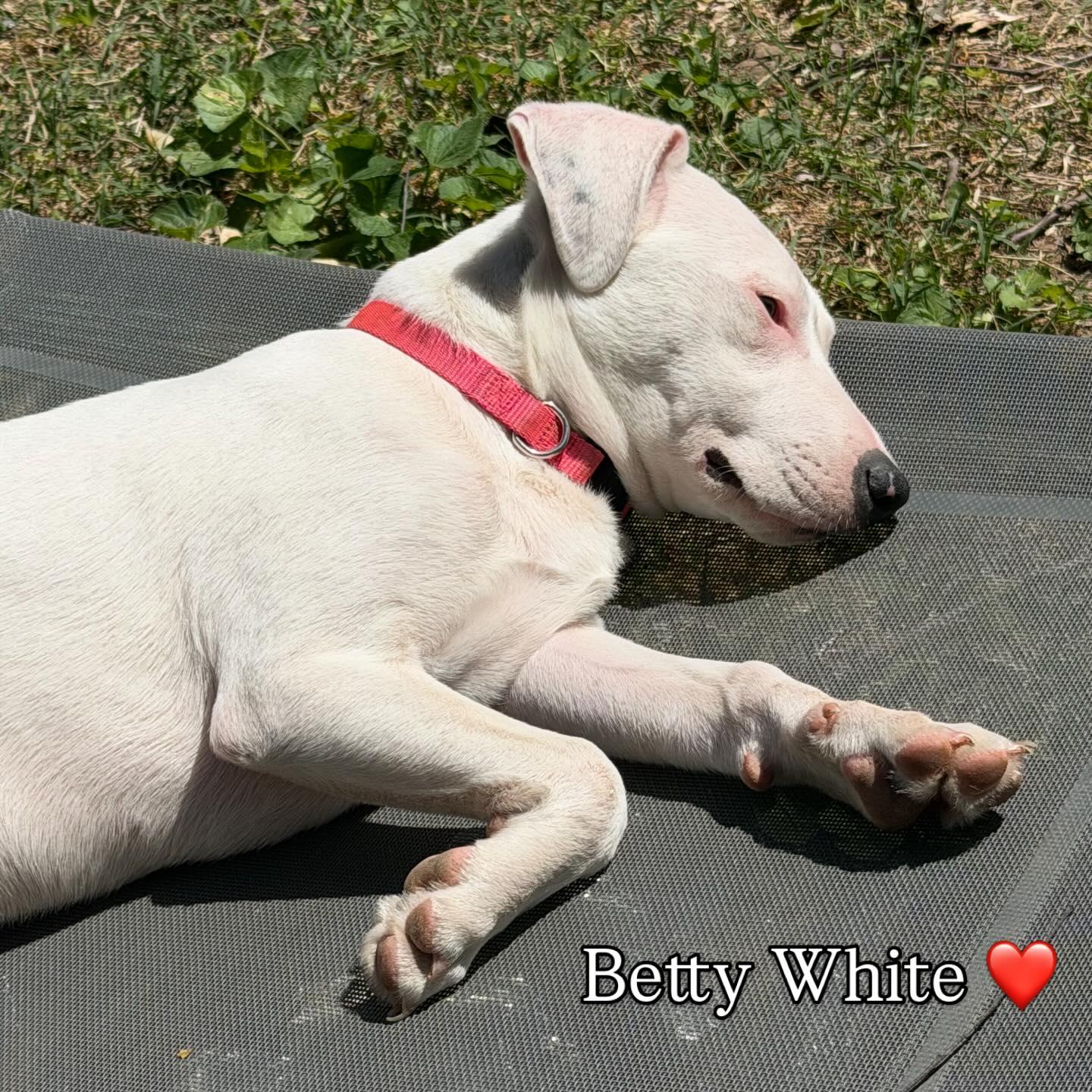 Enlarge Betty White, a Adoptable mixed breed in Richmond, VA image 4/6