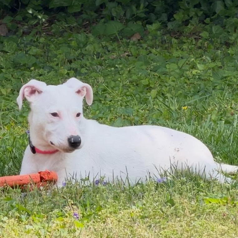 Enlarge Betty White, a Adoptable mixed breed in Richmond, VA image 3/6