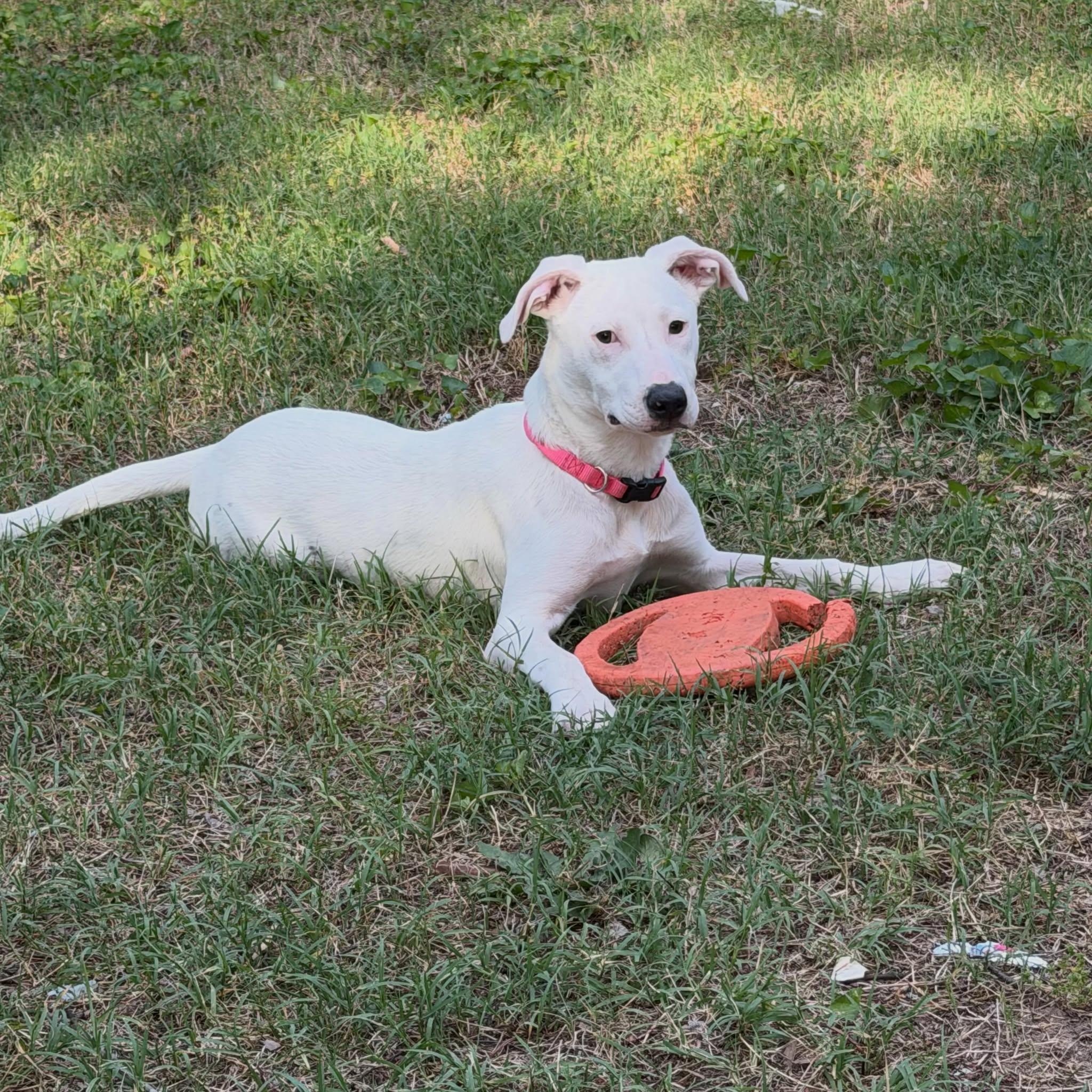 Betty White, Adoptable, Puppy Female Pit Bull Terrier.