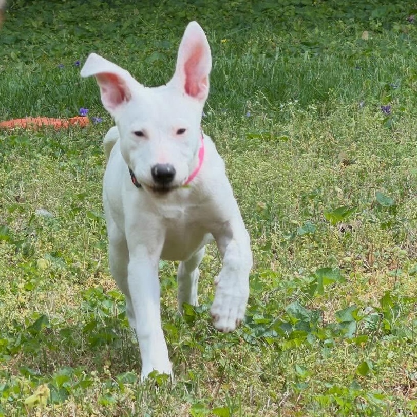 Enlarge Betty White, a Adoptable mixed breed in Richmond, VA image 5/6