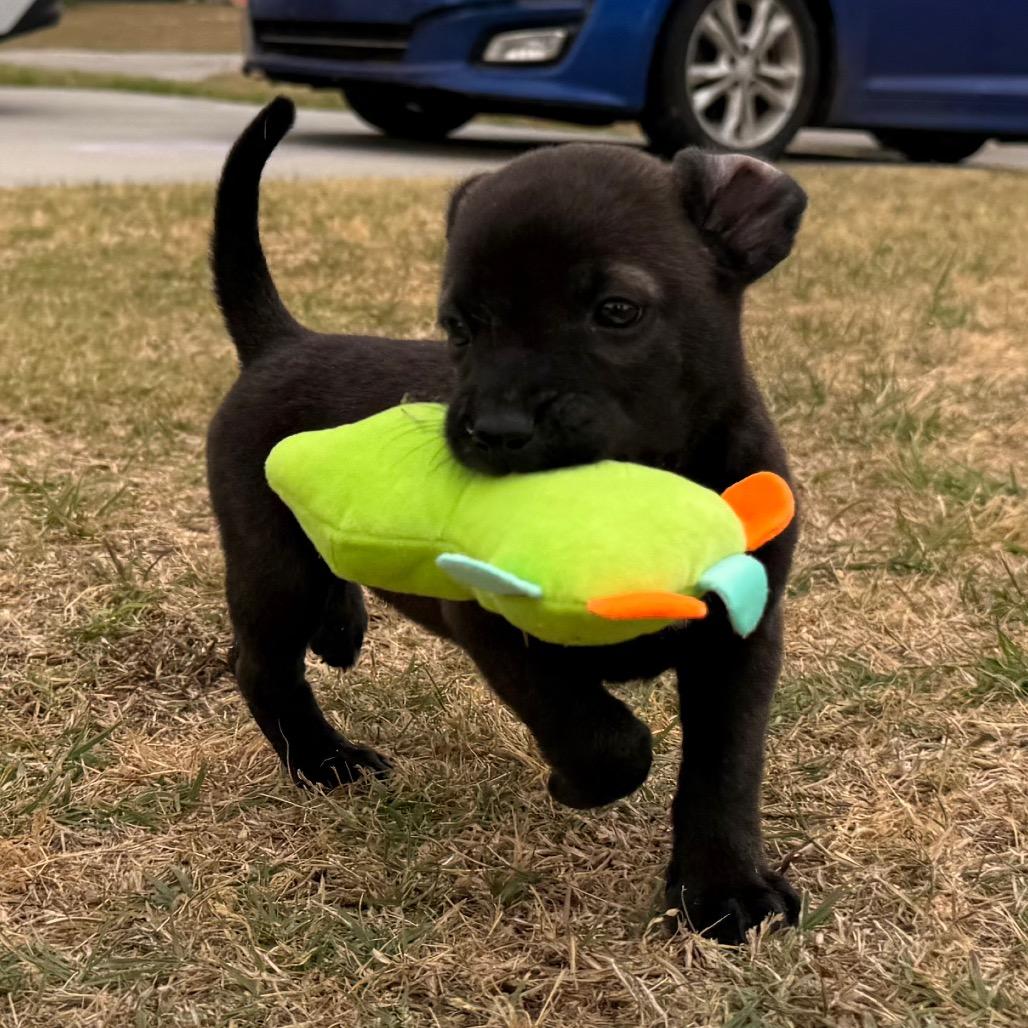 Tequila, a Adoptable mixed breed in Aberdeen, NC image 1/6