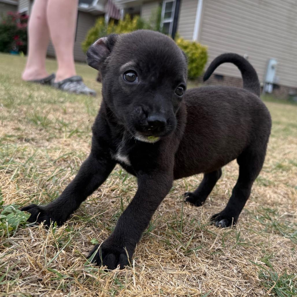 Tequila, a Adoptable mixed breed in Aberdeen, NC image 2/6