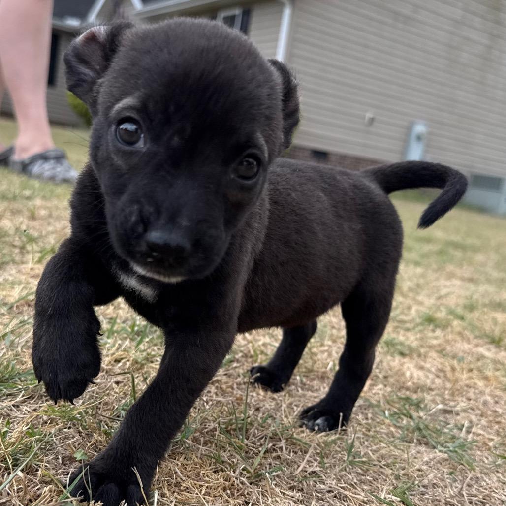 Tequila, a Adoptable mixed breed in Aberdeen, NC image 4/6