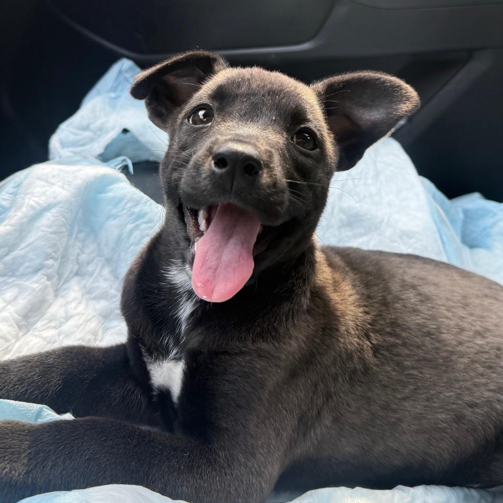 Tequila, a Adoptable mixed breed in Aberdeen, NC image 5/6