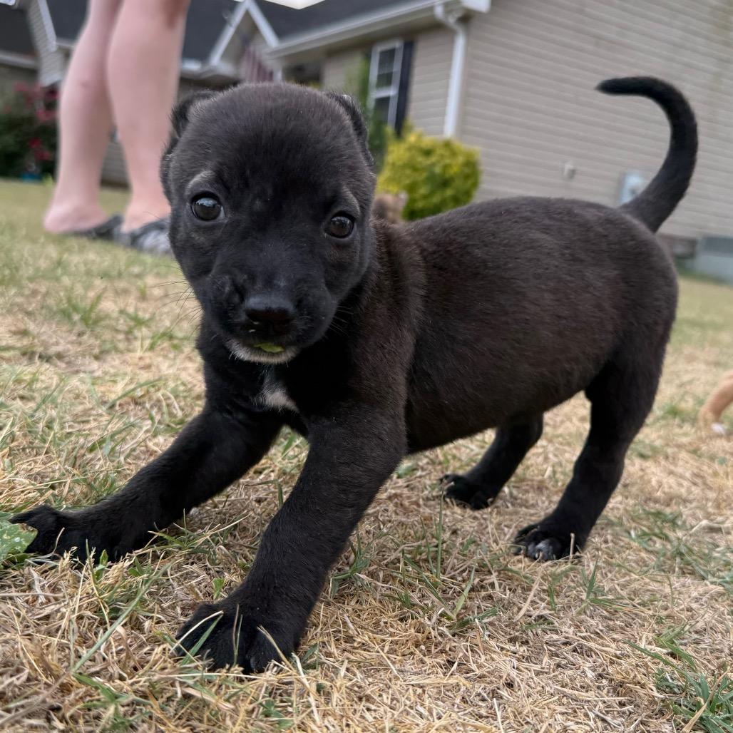 Tequila, a Adoptable mixed breed in Aberdeen, NC image 6/6