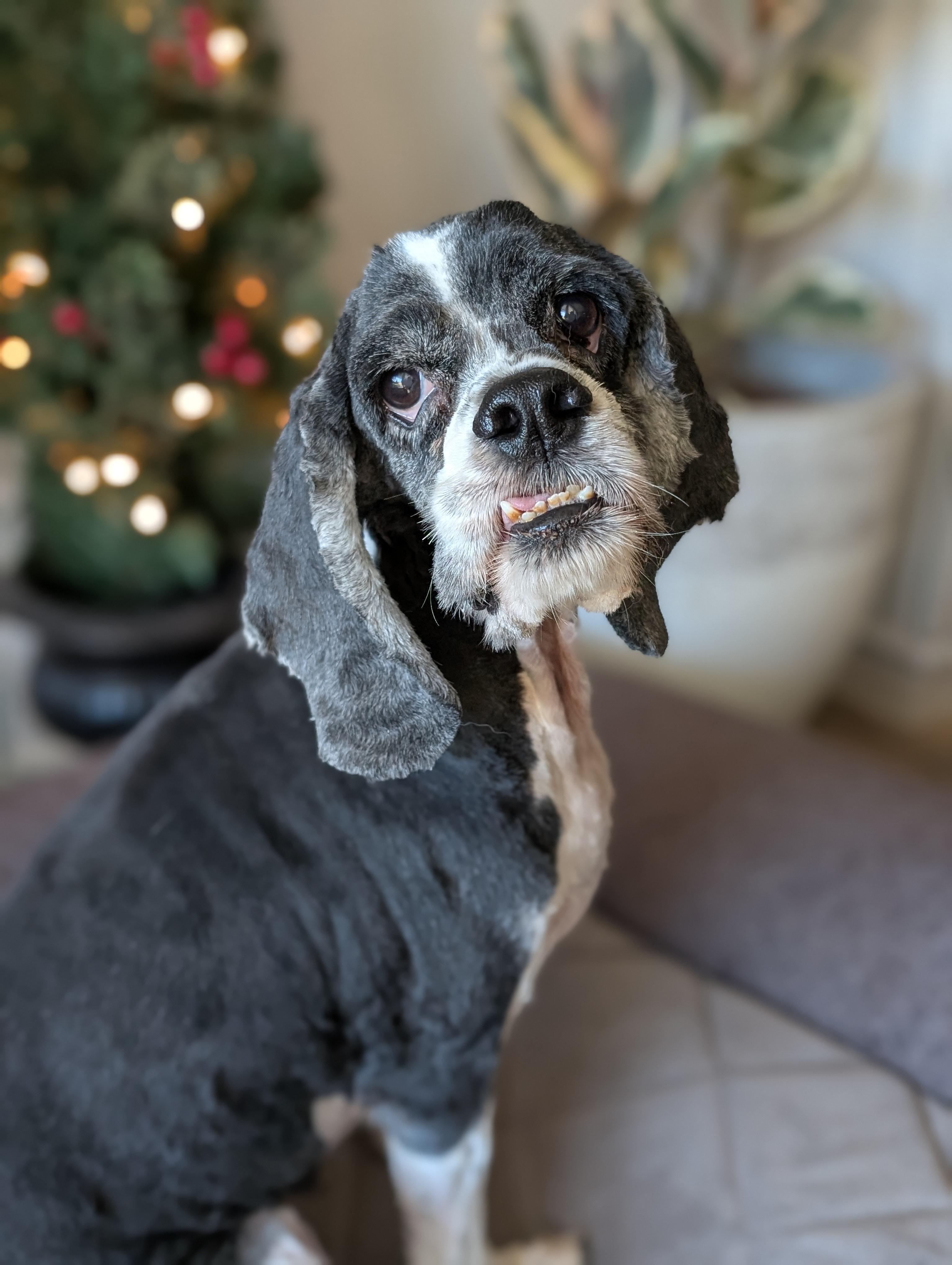 Enlarge Daytona, a Adoptable Cocker Spaniel in Baton Rouge, LA image 2/3