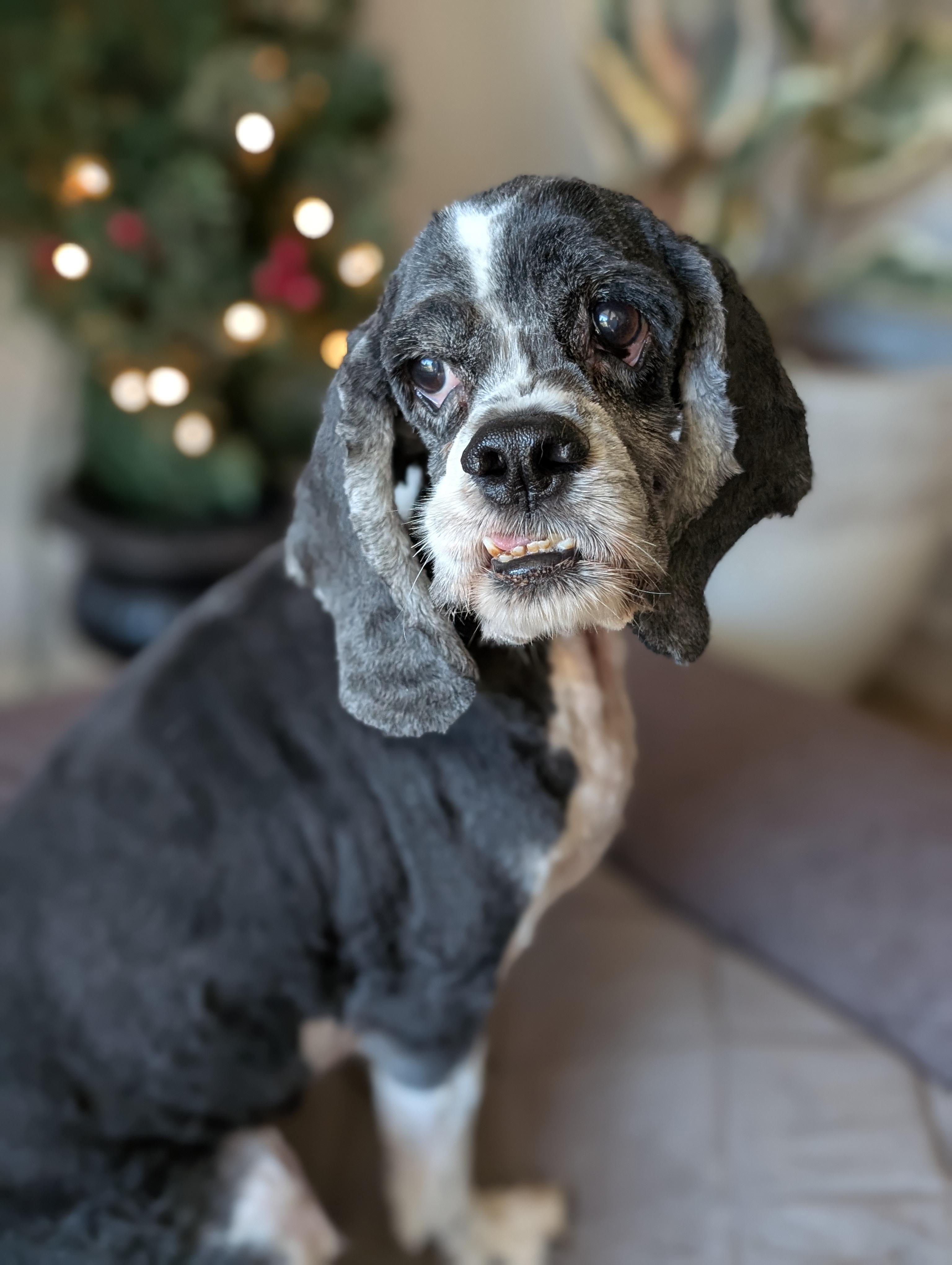 Enlarge Daytona, a Adoptable Cocker Spaniel in Baton Rouge, LA image 3/3
