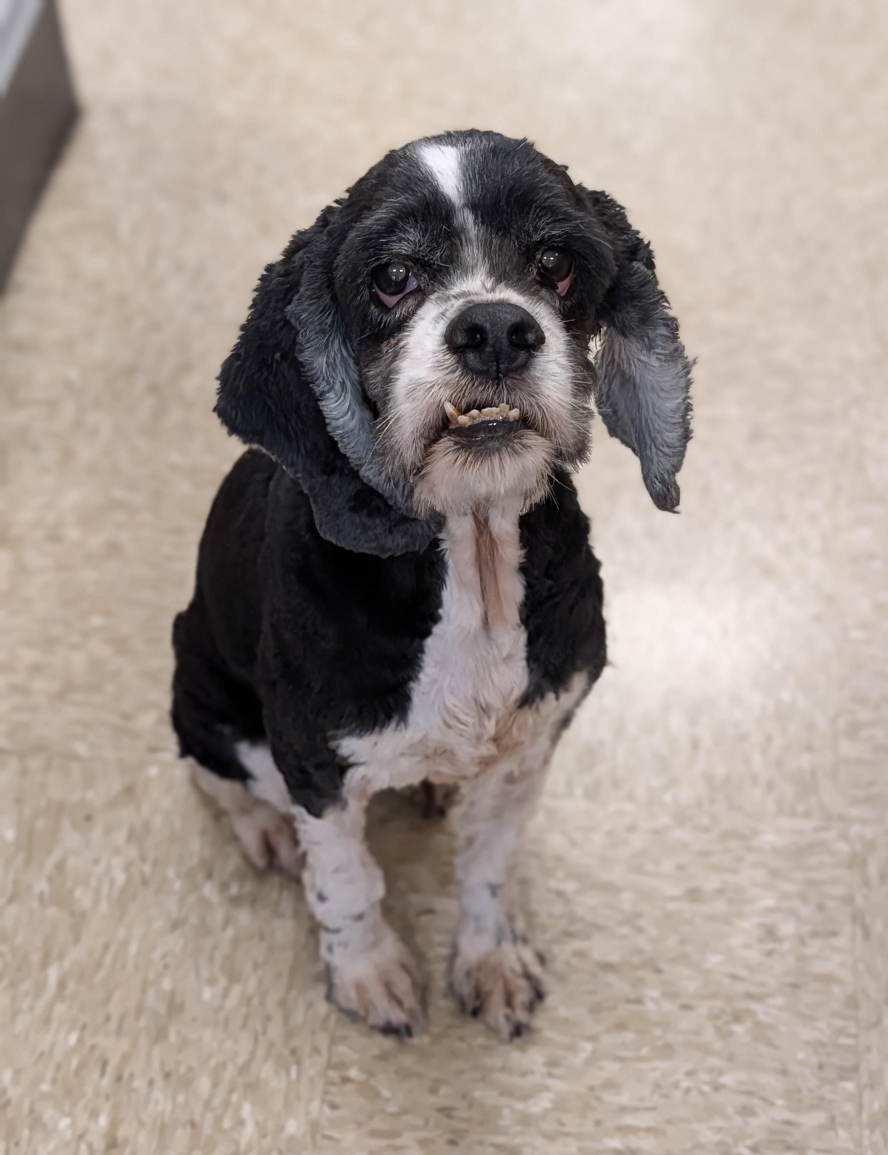 Daytona, Adoptable, Senior Female Cocker Spaniel.