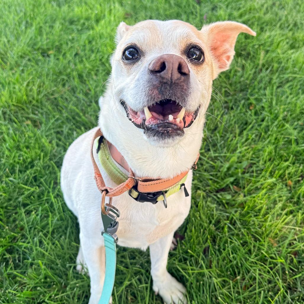 Enlarge Floyd, a Adoptable Mixed Breed in Murray, UT image 1/4