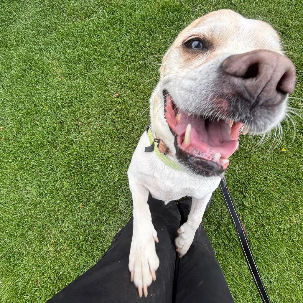 Enlarge Floyd, a Adoptable Mixed Breed in Murray, UT image 2/4