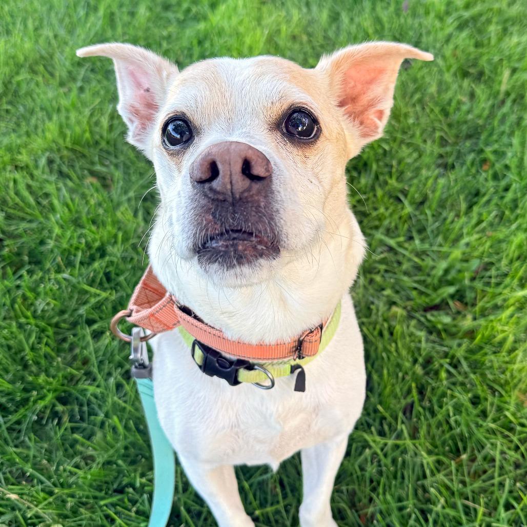 Enlarge Floyd, a Adoptable Mixed Breed in Murray, UT image 3/4