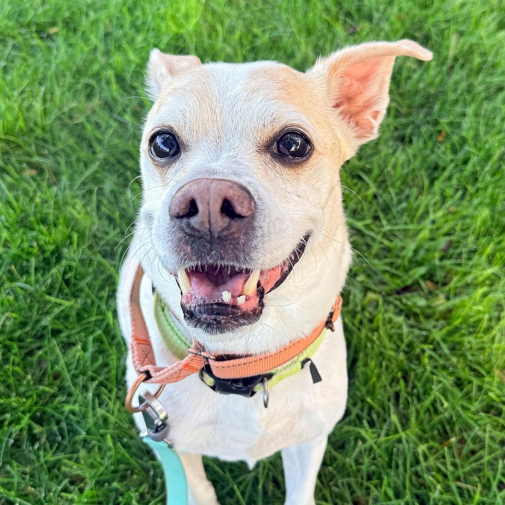 Enlarge Floyd, a Adoptable Mixed Breed in Murray, UT image 4/4