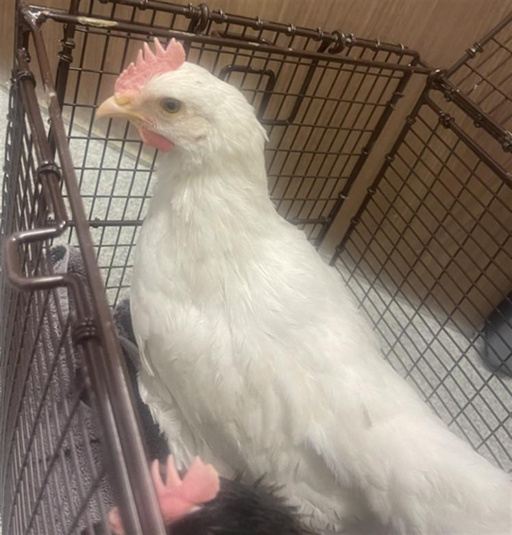 Enlarge PEEP, a Adoptable Chicken in Loveland, CO image 1/1