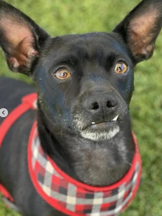 Enlarge Prince, a Adoptable Chihuahua in TEMECULA, CA image 5/5