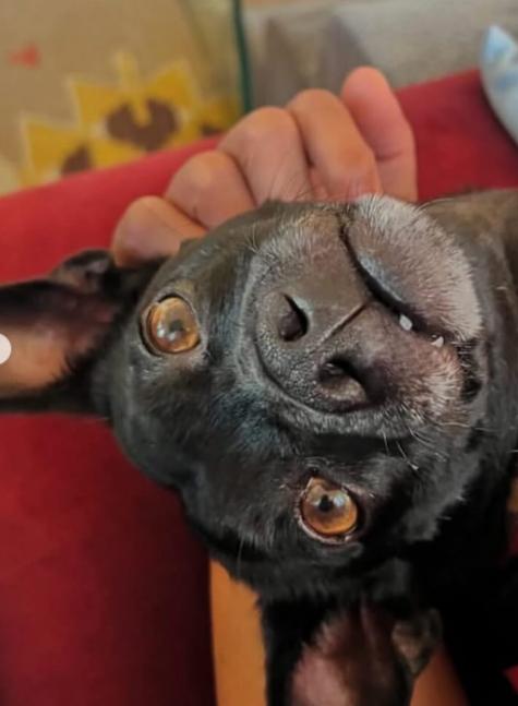 Enlarge Prince, a Adoptable Chihuahua in TEMECULA, CA image 4/5