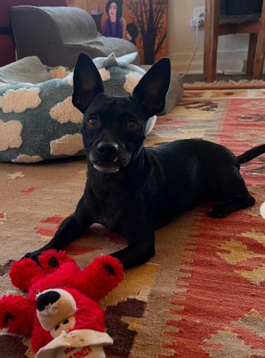 Enlarge Prince, a Adoptable Chihuahua in TEMECULA, CA image 2/5