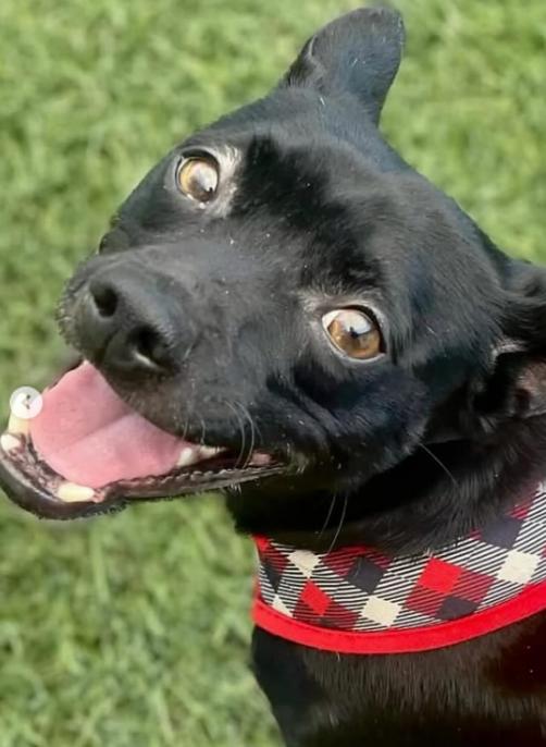 Enlarge Prince, a Adoptable Chihuahua in TEMECULA, CA image 3/5