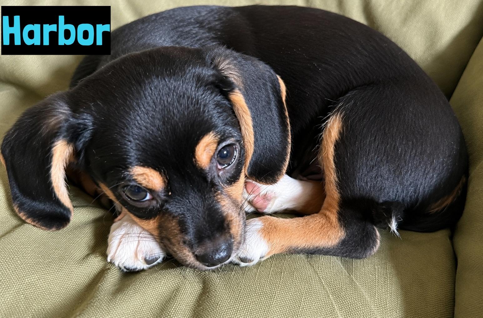 Enlarge Harbor, an adopted mixed breed in Grand Rapids, MI image 1/1