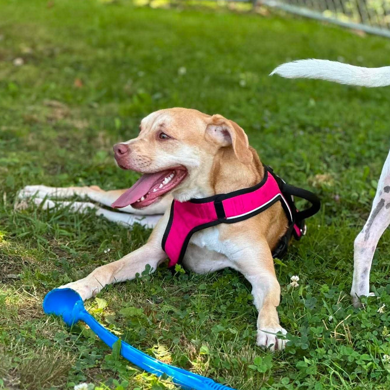 Enlarge Tovie, a ADOPTABLE mixed breed in Newland, NC image 3/3