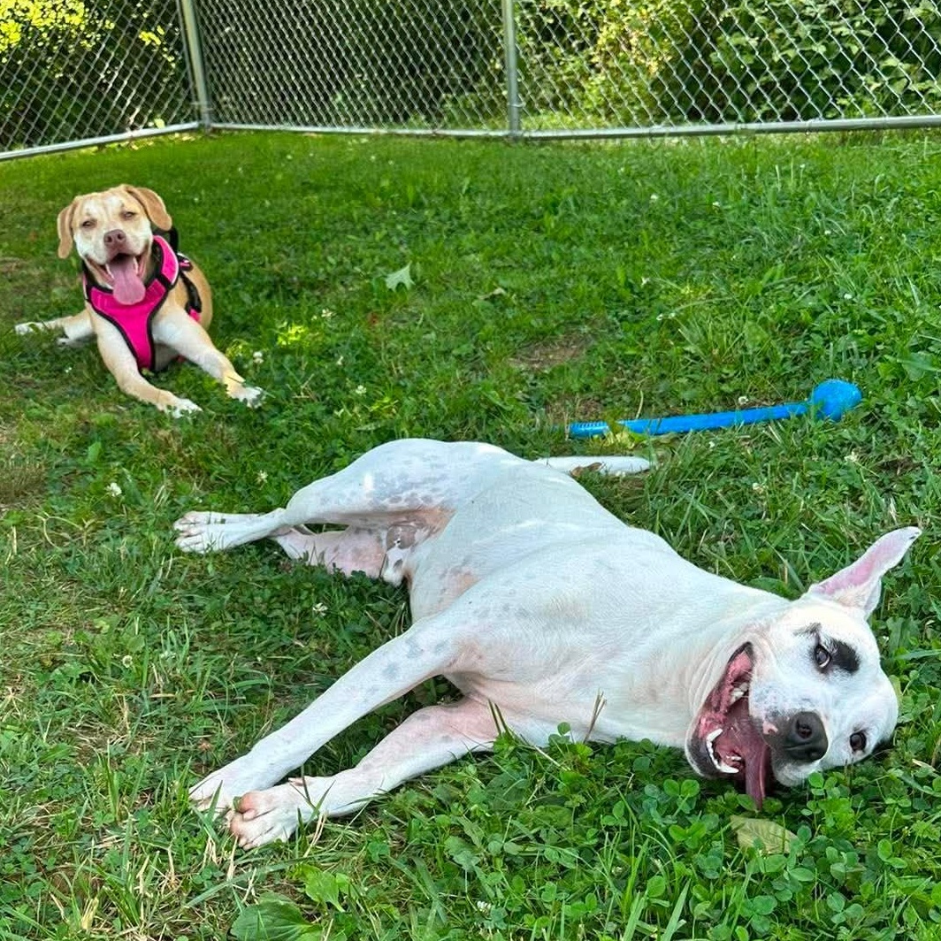 Enlarge Tovie, a ADOPTABLE mixed breed in Newland, NC image 2/3