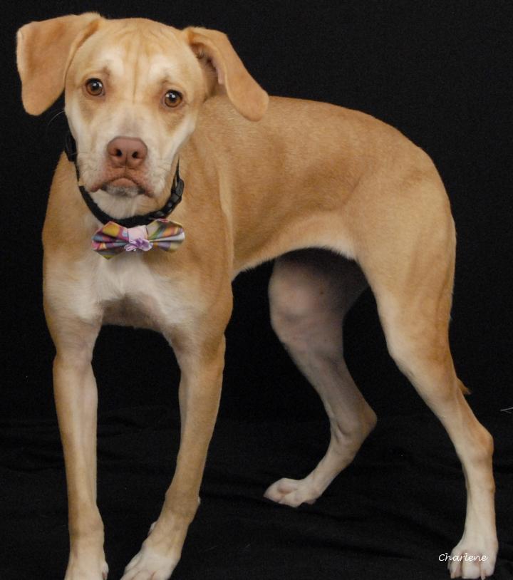 Enlarge Tovie, a ADOPTABLE mixed breed in Newland, NC image 1/3