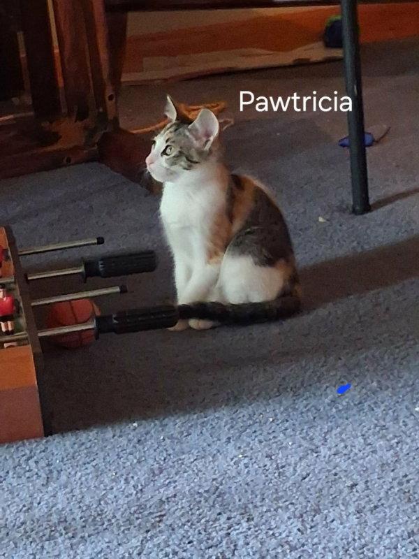 Pawtricia photo