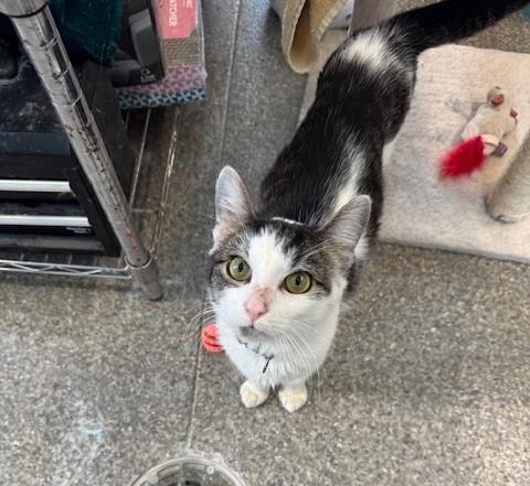 Enlarge Bob, an adopted Domestic Short Hair in Warren, OH image 4/5