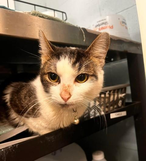 Enlarge Bob, an adopted Domestic Short Hair in Warren, OH image 2/5