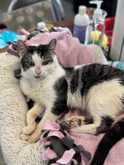 Enlarge Bob, an adopted Domestic Short Hair in Warren, OH image 5/5