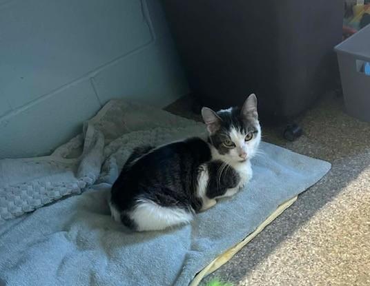 Enlarge Bob, an adopted Domestic Short Hair in Warren, OH image 3/5