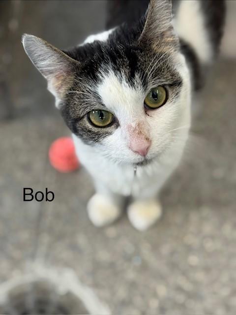 Bob, adopted, Young Male Domestic Short Hair.