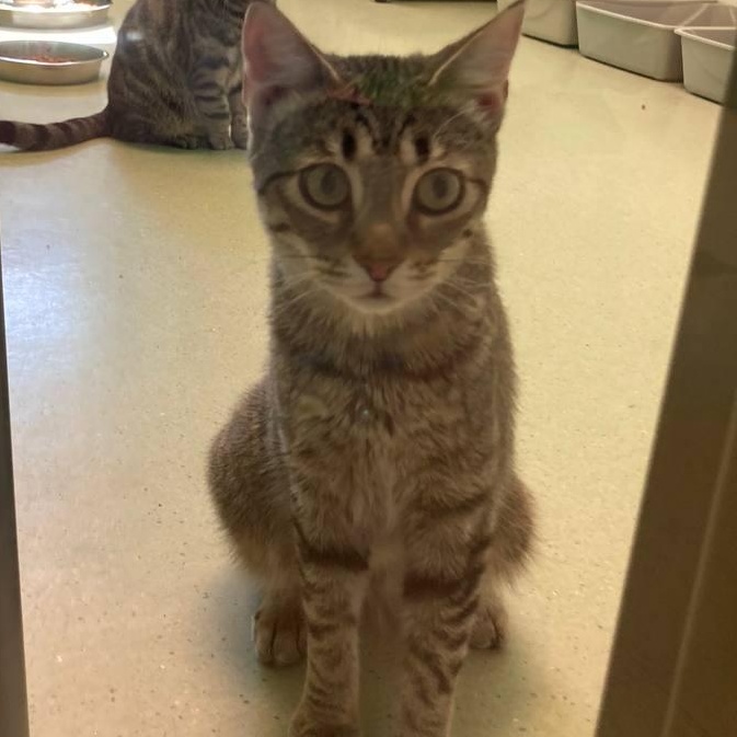 Georgie, ADOPTABLE, Adult Male Domestic Short Hair.