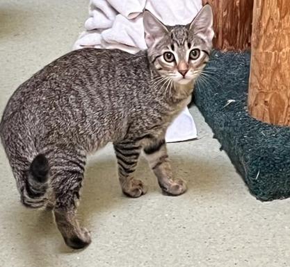 Enlarge Georgie, a ADOPTABLE Domestic Short Hair in Cincinnati, OH image 2/2