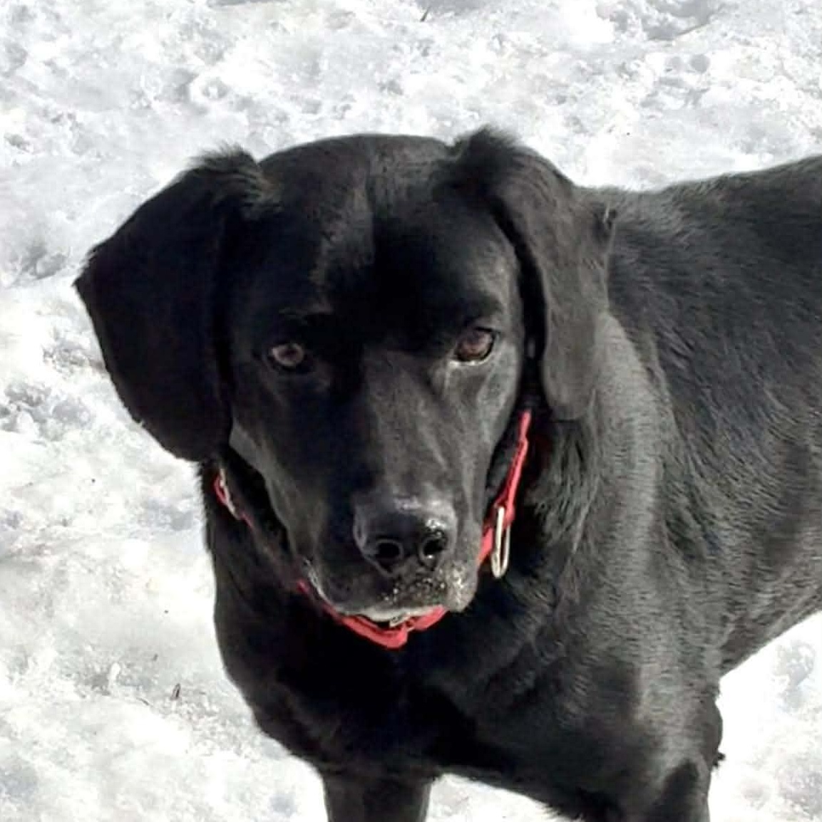 George, ADOPTABLE, Adult Male Black Labrador Retriever.