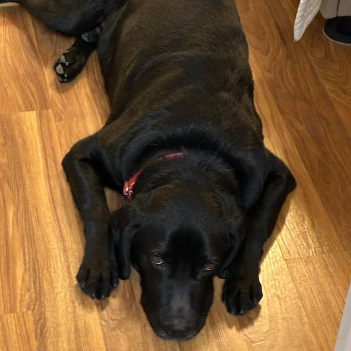 George, ADOPTABLE, Adult Male Black Labrador Retriever.